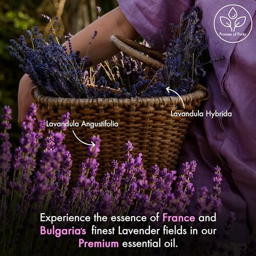 Person harvesting lavender in a wicker basket with text about French and Bulgarian lavender fields.